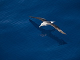 Royal Albatross (Diomedea Epomophora), Southern Ocean, Antarctic, Polar Regions Photographic Print