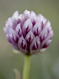 Buy Alpine Clover (Trifolium Dasyphyllum), Mount Evans, Colorado at AllPosters.com