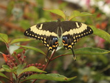 Buy Swallowtail Butterfly (Papilionidae) at AllPosters.com