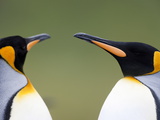 King Penguin (Aptenodytes Patagonicus), Gold Harbour, South Georgia, Antarctic, Polar Regions