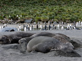 Southern Elephant Seals Mirounga Leonina), Gold Harbour, South Georgia, Antarctic, Polar Regions
