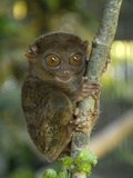 Tarsier Fraterculus, the Smallest Living Primate, Tarsier Sanctuary, Philippines