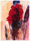 Canna Indica