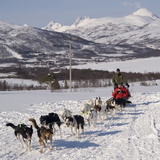 Buy Dog Sledding With Huskies, Tromso Wilderness Centre, Norway, Scandinavia, Europe at AllPosters.com
