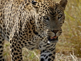 Male Leopard (Panthera Pardus), Kruger National Park, South Africa, Africa