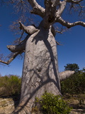 Giant Baobab (Adansonia Suarezensis) Tree Near Diego Suarez (Antsiranana), Madagascar, Africa