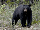 Buy Black Bear (Ursus Americanus), Banff National Park, Alberta, Canada, North America at AllPosters.com