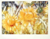 Sonnenblumen