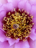Buy Whipple's Fishhook (Sclerocactus Whipplei) Bloom, Needles District, Canyonlands National Park, Utah at AllPosters.com
