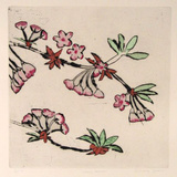 Cherry Blossom