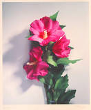 Wilder Hibiskus