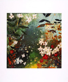 Buy Forest Shadow, c.2001 at AllPosters.com