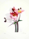 Anemone