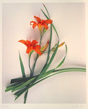 Lilie Ikebana