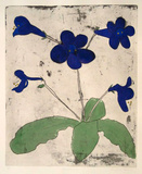 Streptocarpus