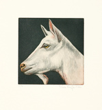 Tierköpfe - Ziege weiß, c.2006