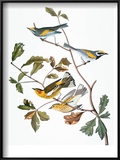 Audubon: Warbler