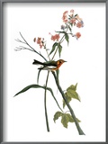 Audubon: Warbler, 1827-38