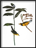 Audubon: Warbler, 1827