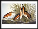 Buy Audubon: Bittern at AllPosters.com