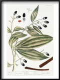 Malabar Cinnamon, 1735