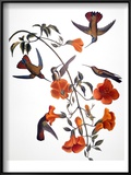 Buy Audubon: Hummingbird at AllPosters.com