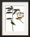 Audubon: Warbler, 1827