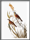 Audubon: Dickcissel