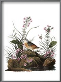 Buy Audubon: Sparrow, 1827-38 at AllPosters.com