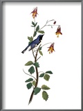 Audubon: Warbler, 1827-38
