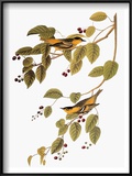 Audubon: Warbler