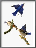 Buy Audubon: Bluebird at AllPosters.com