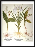 Buy Lily-Of-The-Valley at AllPosters.com