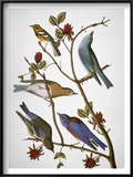 Audubon: Bluebirds