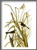 Buy Audubon: Sparrow, 1827 at AllPosters.com