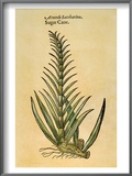Sugar Cane, 1597