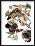 Buy Audubon: Duck at AllPosters.com
