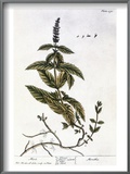 Mint Plant, 1735