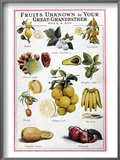 New Fruits, C1950S