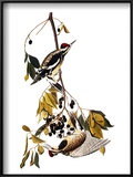 Audubon: Sapsucker, 1827-38