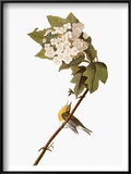 Audubon: Warbler, 1827-38