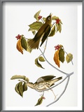 Buy Audubon: Thrush at AllPosters.com