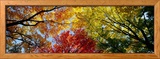 Farbenpr�chtige B�ume im Herbst, Ansicht von unten Gerahmter Fotografie-Druck