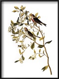 Buy Audubon: Redpoll, 1827 at AllPosters.com