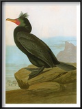 Buy Audubon: Cormorant at AllPosters.com