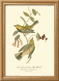 Black-throated Green Wood Warbler