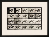 Buy Jockey on a Galloping Horse, Plate 627 from "Animal Locomotion," 1887 at AllPosters.com