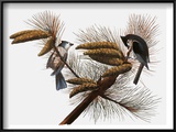Buy Audubon: Titmouse at AllPosters.com