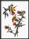 Buy Audubon: Goldfinch at AllPosters.com