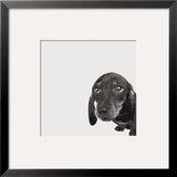 Dachshund